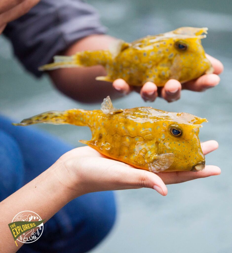ปลากล่อง ปลาปักเป้ากล่อง ปลาปักเป้าเหลี่ยม Boxfish Cofferfish Trunkfish โอ้ยมีหลายชื่อ เอาเป็นว่าน่ารักและเชื่องมาก รับแขกมาตั้งแต่เกิด เรียกว่าว่ายเข้าหามือเลย
