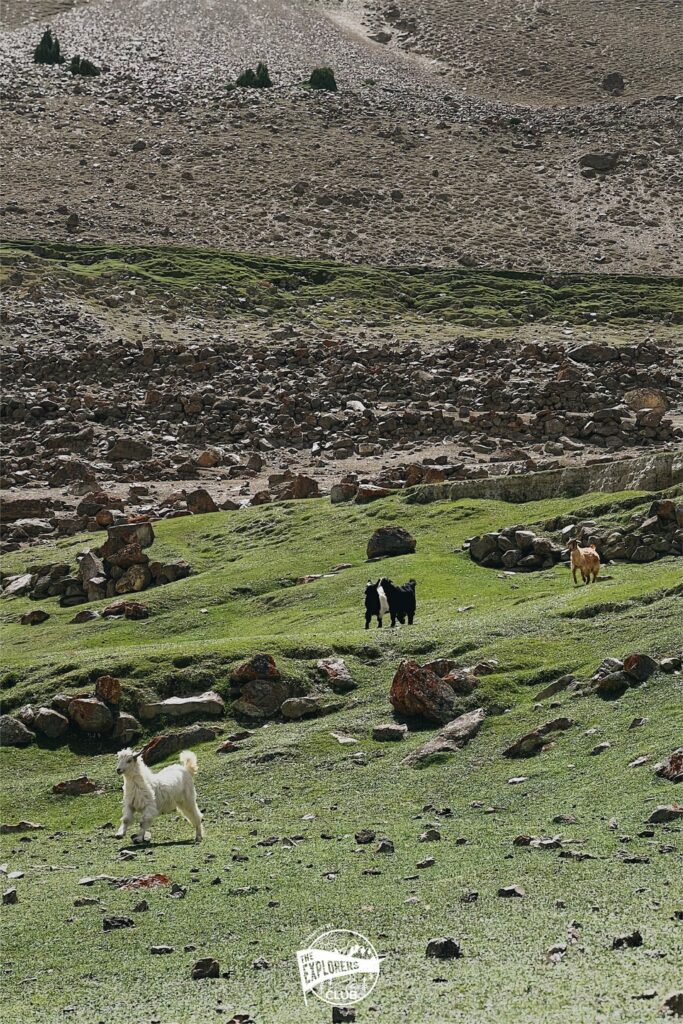 ค่ายสุดท้ายของทริปนี้มีชื่อว่า Hamdar ที่เห็นเป็นทุ่งหญ้าสีเขียวเหมือนสวนหน้าหมู่บ้านจัดสรร ซึ่งเกิดจากมูลแพะมูลแกะที่ Shepherd หรือคนเลี้ยงแกะ ต้อนฝูงสัตว์ขึ้นมาเลี้ยงในช่วงฤดูร้อน . จนกระทั่งน้องเติบโตพร้อมที่จะถูกต้อนเข้าไปขายในตัวเมือง ดังนั้นพวกเขาจึงปักหลักอาศัยบนนี้เป็นเวลานานกว่า 4 เดือน แล้วก็สร้างพื้นที่สีเขียวขึ้นมาเพื่อเป็นอาหารของพวกมันอีกที