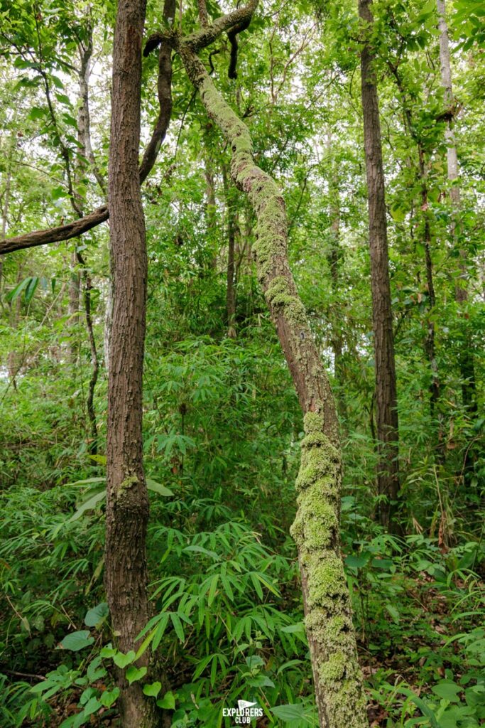 ไฟป่า ปลูกป่า ปลูกต้นไม้ บุญรอดฯ แนวกันไฟป่า เชียงใหม่ เบเวอเรช ไม้ยืนต้น ป่ายั่งยืน คน ป่า อากาศ ชุมชน บ้านปง ปางยาง หางดง เชียงใหม่ สิงห์อาสา หุบเขา อุทยานแห่งชาติสุเทพ–ปุย เขตป่าสงวนแห่งชาติแม่ท่าช้าง–แม่ขนิน อุทยานแห่งชาติออบขาน หมู่ 7 บ้านปางยาง บ้านปง ไฟป่าบ้านปง แม่เหียะ สุเทพ พื้นที่ประสบสาธารณภัย เขตการให้ความช่วยเหลือผู้ประสบภัยพิบัติกรณีฉุกเฉิน