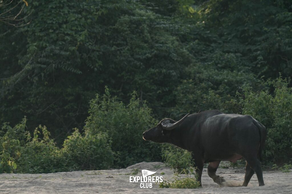 ควายป่า - Wild water buffalo