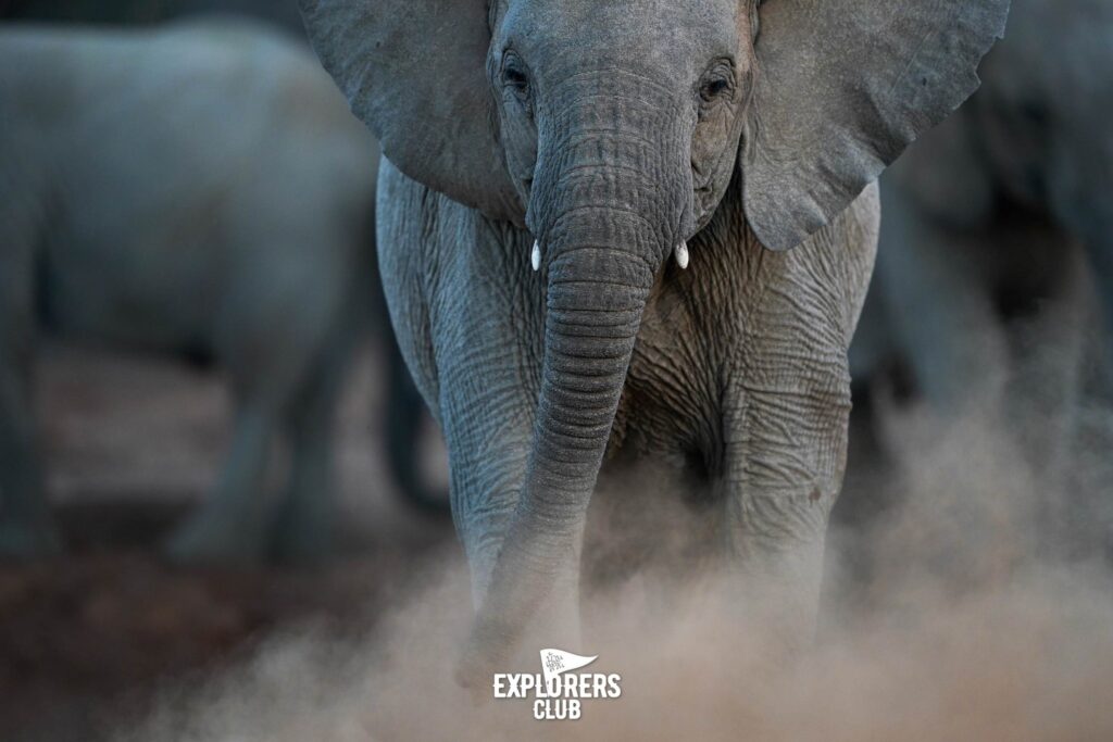 ช้างแอฟริกา - African elephant