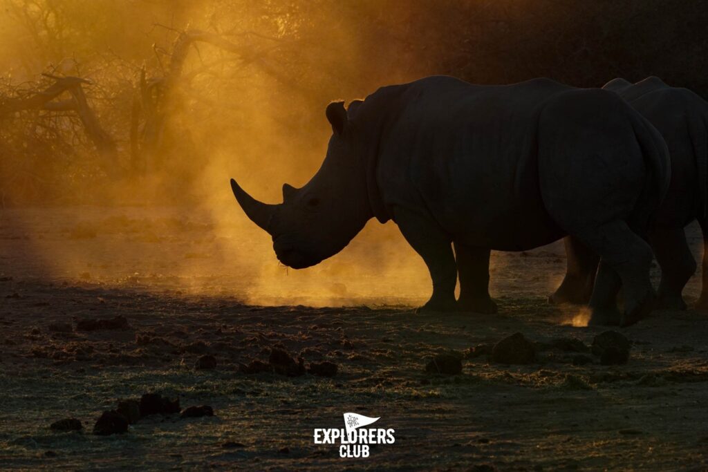 แรดขาว - White rhinoceros