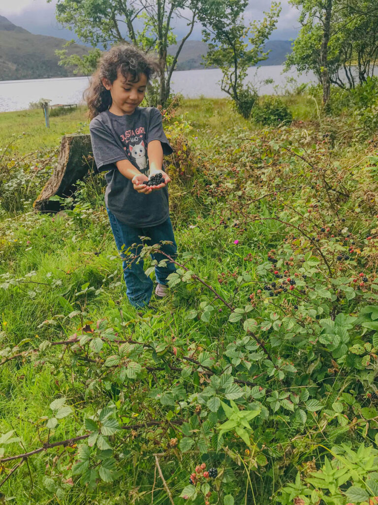 Wild. Blackberries at Loch Arkaig