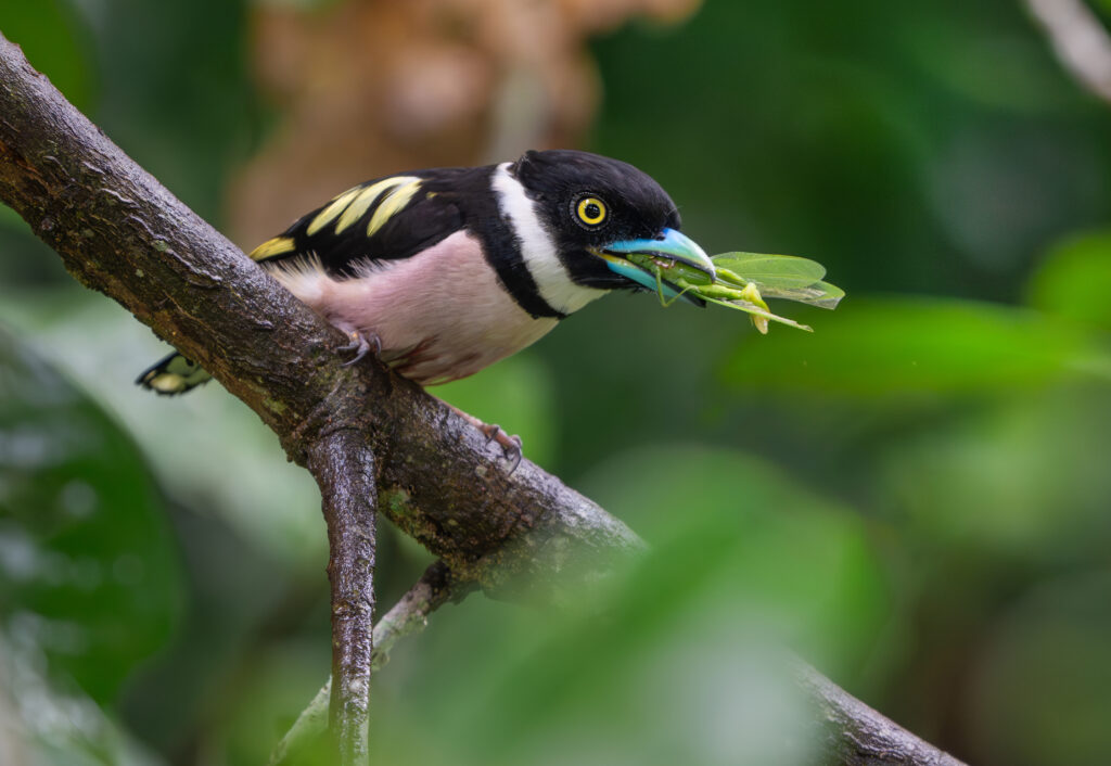 black and yellow broadbill
