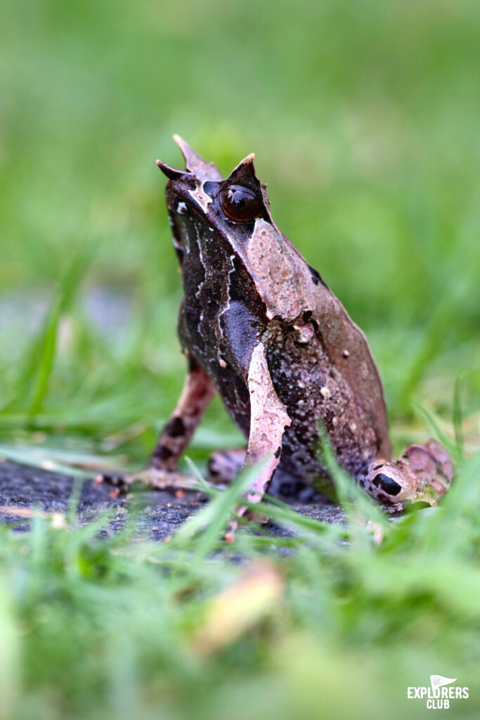 long nosed horned frog