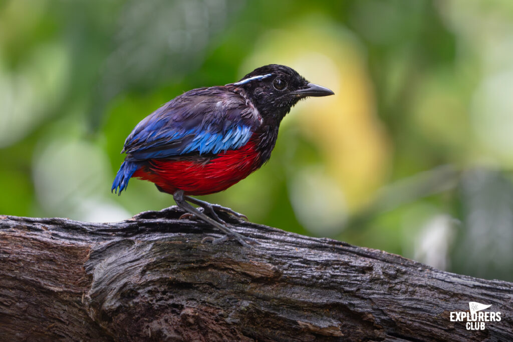 Black-crowned Pitta