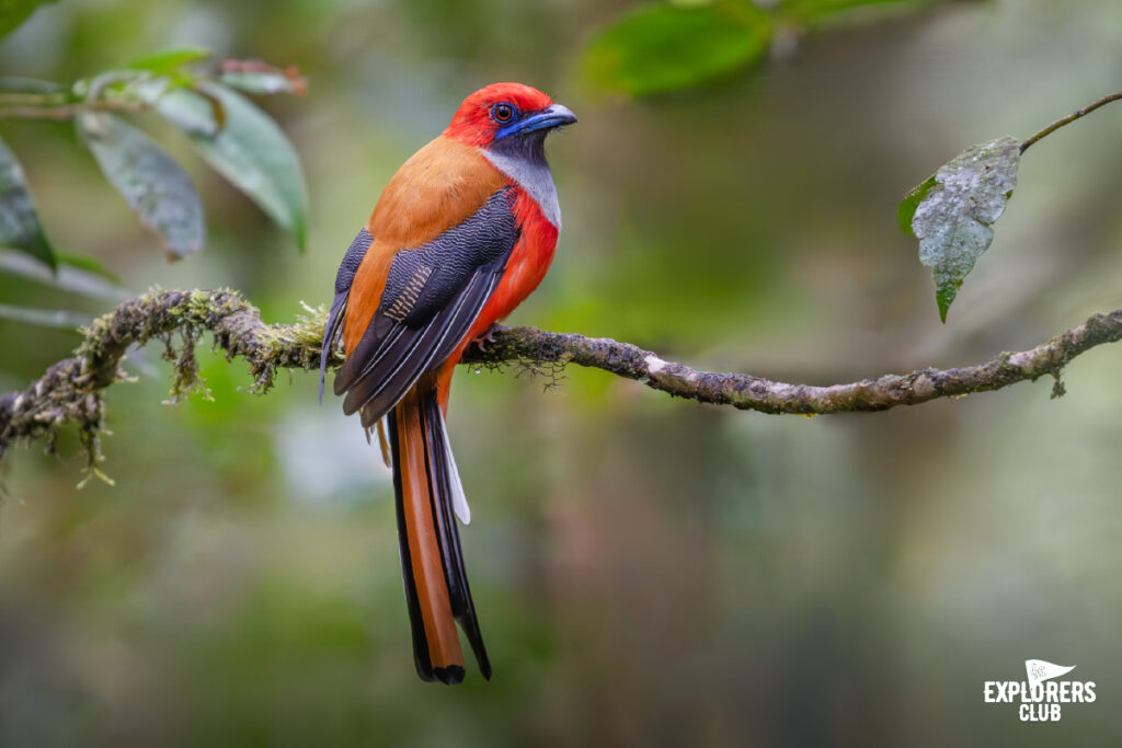 Whitehead's Trogon