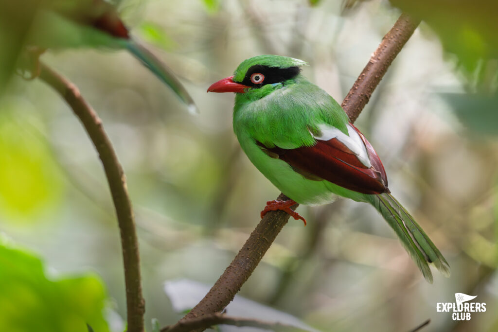 Bornean Green Magpie