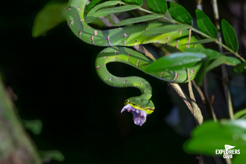 Bornean Keeled Pit Viper