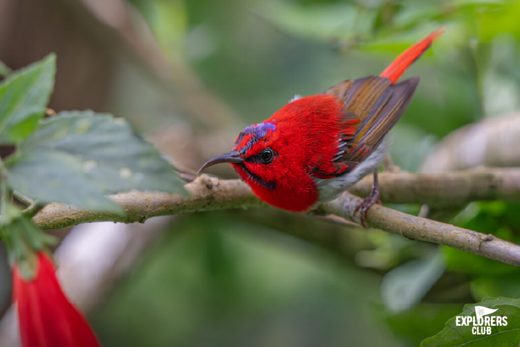 Temminck's sunbird