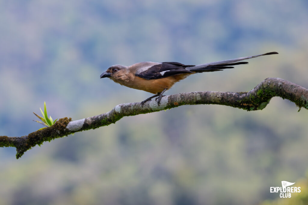 bornean treepie