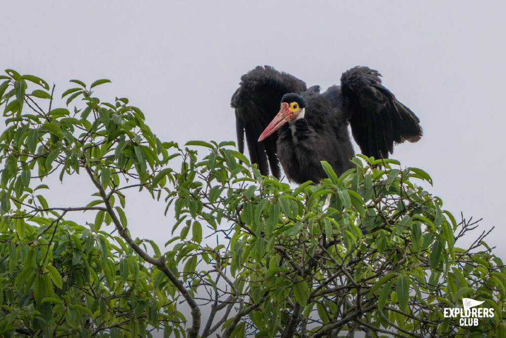 storm's stork
