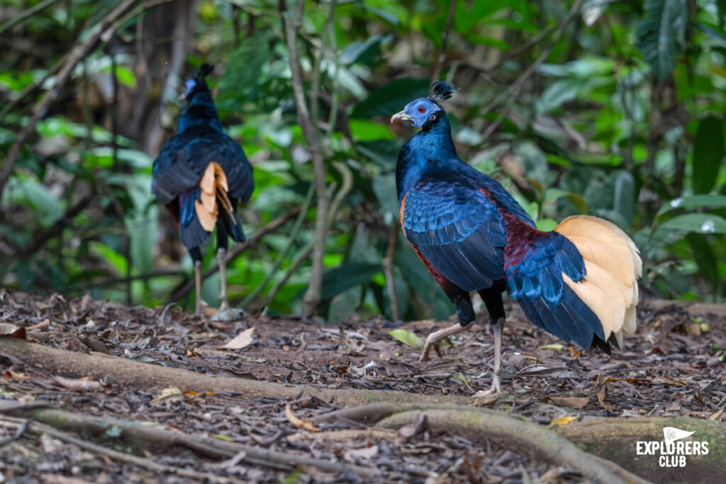 crested fireback