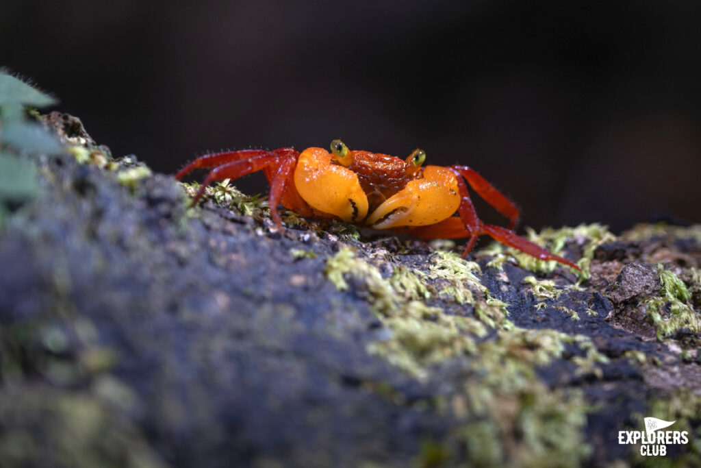 Silam Crab