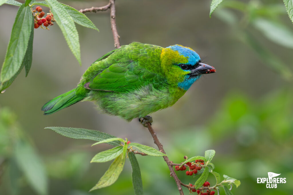 Golden-naped Barbet