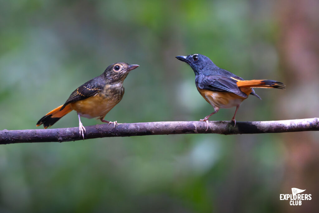 rufous tailed shama