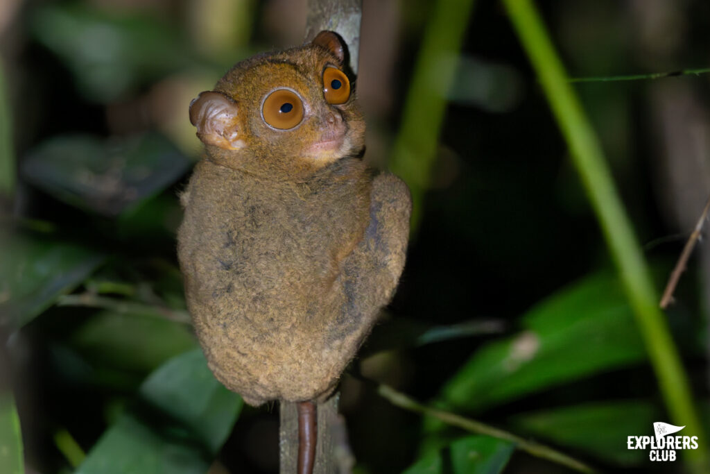 Horsfield's Tarsier