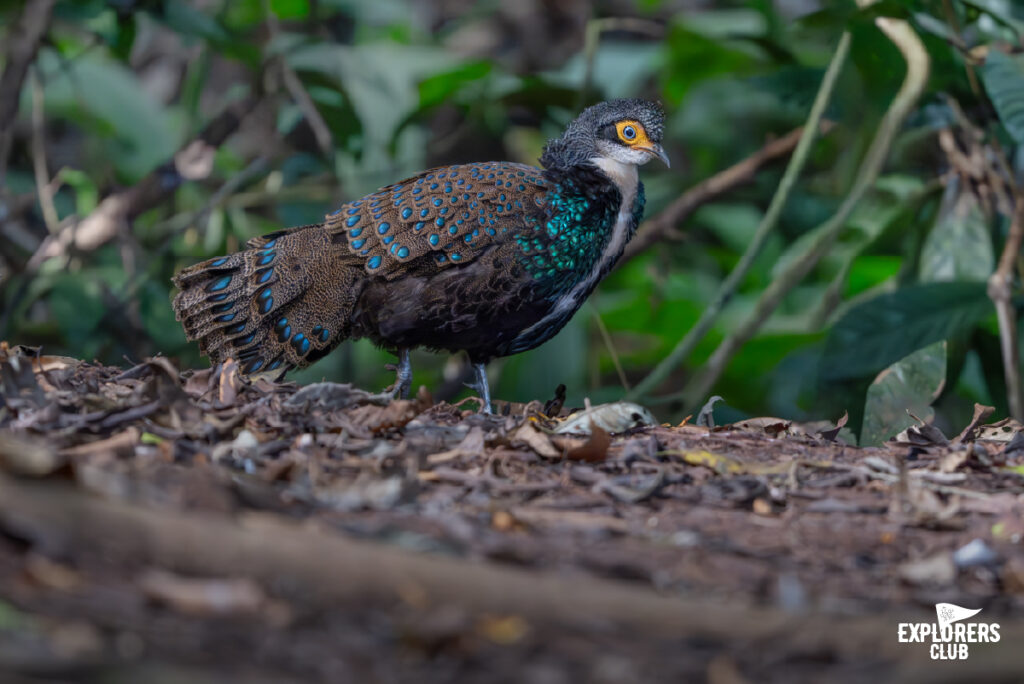 peacock pheasant