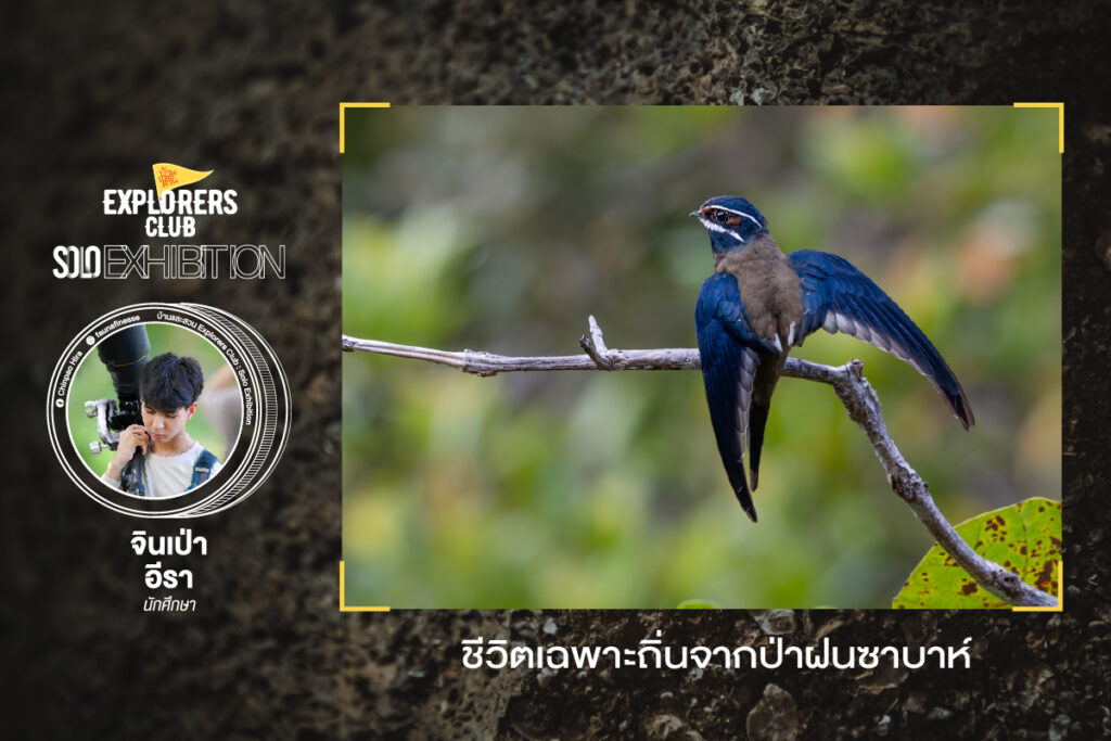 จินเป่า อีรา