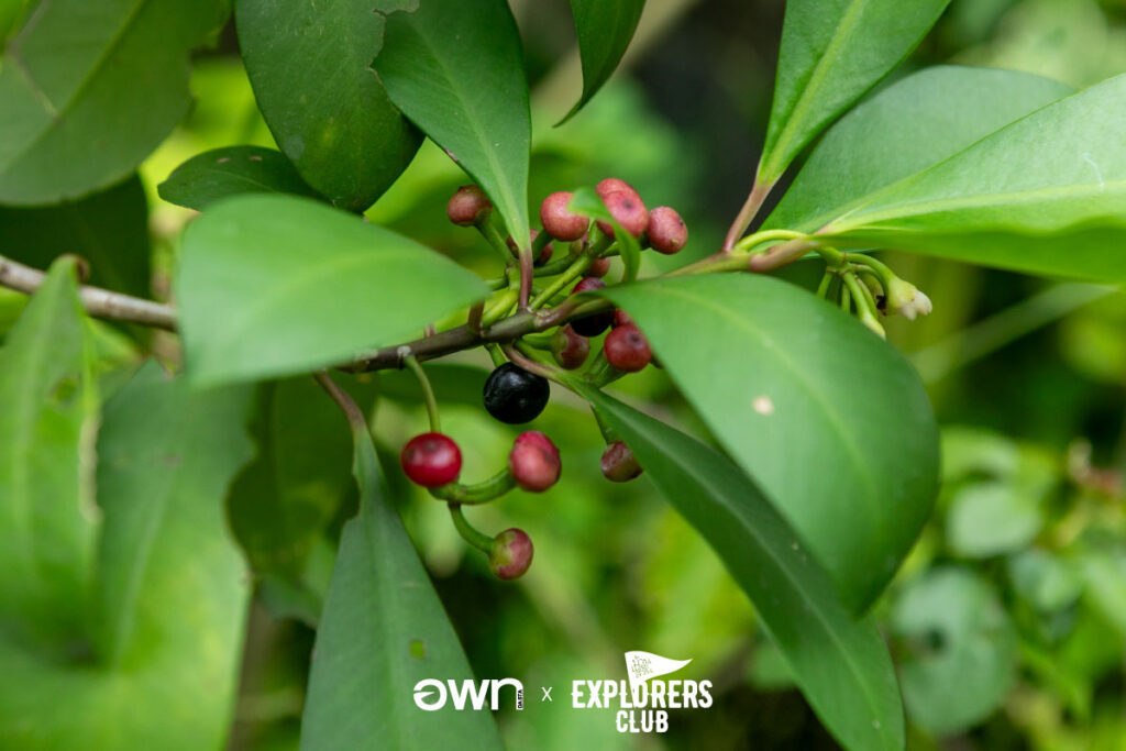 คุ้งบางกะเจ้า เที่ยวบางกะเจ้า ปอดคนกรุง สมุทรปราการ บางกะเจ้า