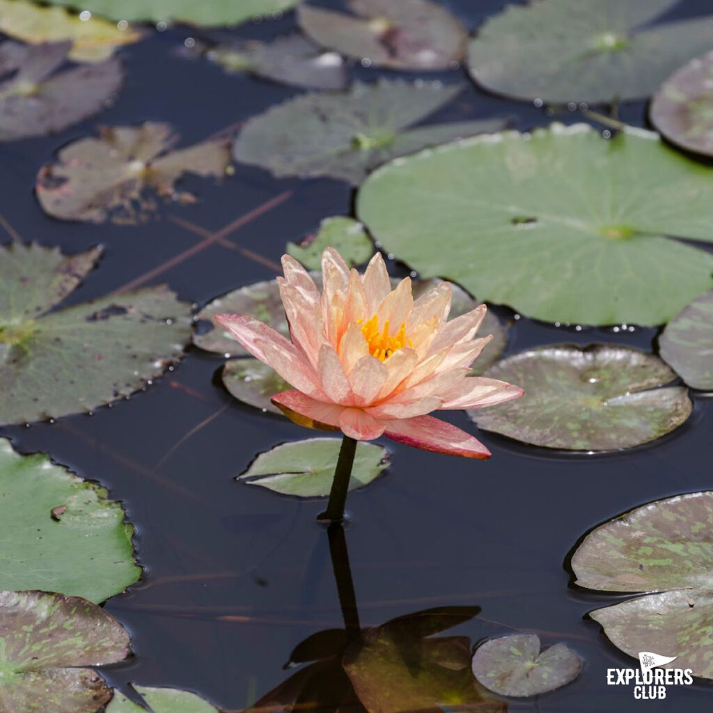 ทุ่งสามร้อยยอด11