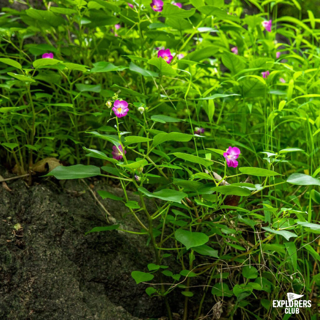 ทุ่งสามร้อยยอด12