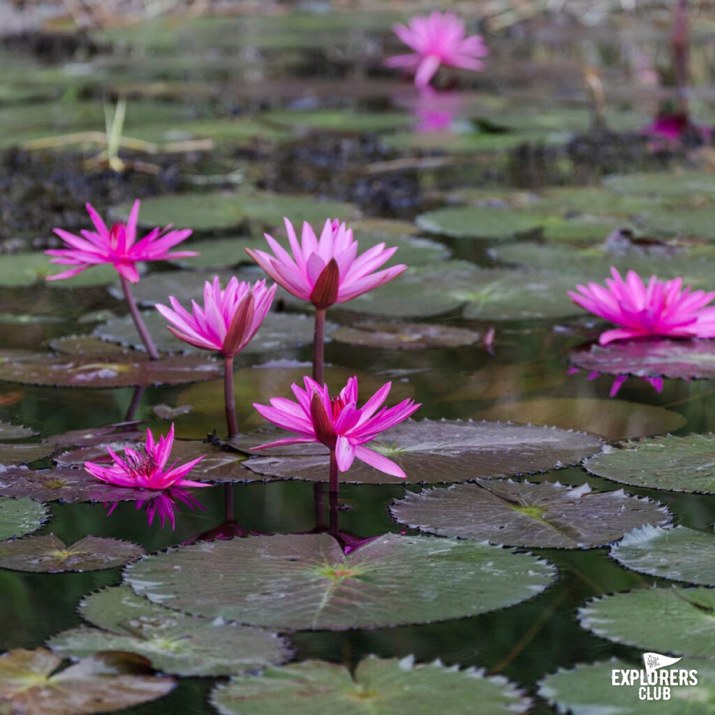 ทุ่งสามร้อยยอด18