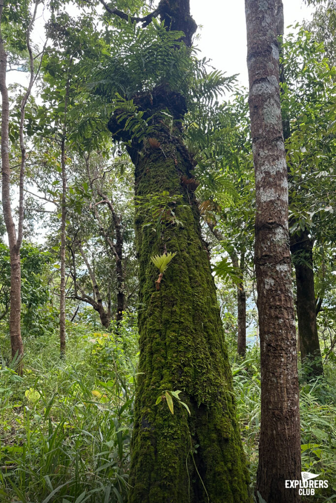 แคมปิ้ง