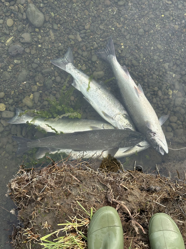 วิธีเก็บปลาที่ตกได้ไม่ให้นกนางนวลมาคาบไป