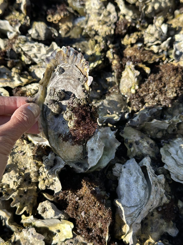 หอยนางรมเต็มหาดไปหมดตอนน้ำลง