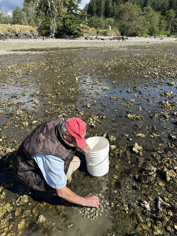 ล้างโคลนออกจากหอยตลับ