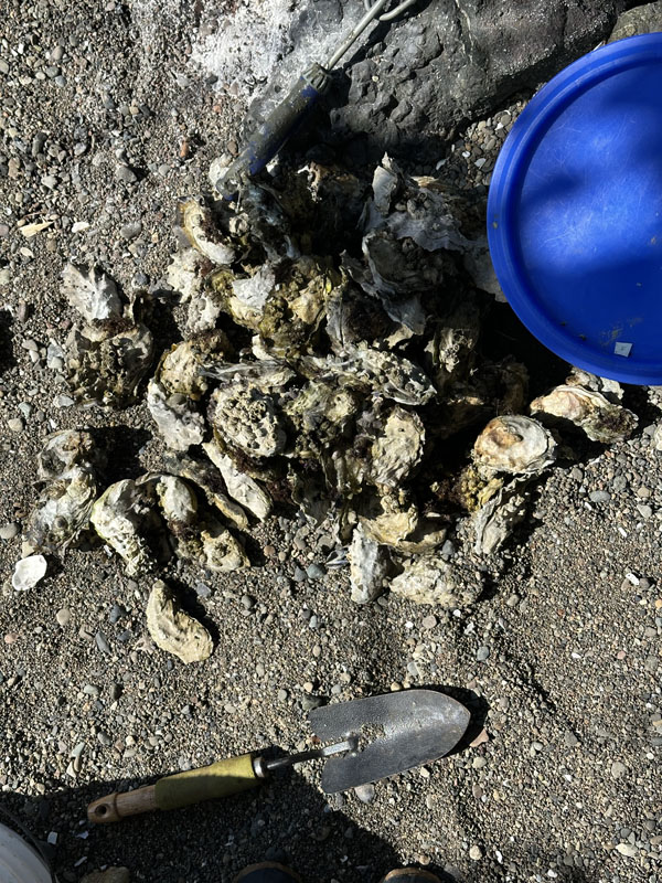 หอยนางรมที่เก็บได้ในเวลาห้านาที