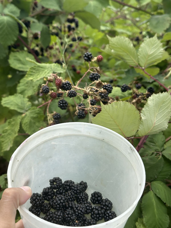 เก็บแบล็คเบอร์รี่ข้างทาง