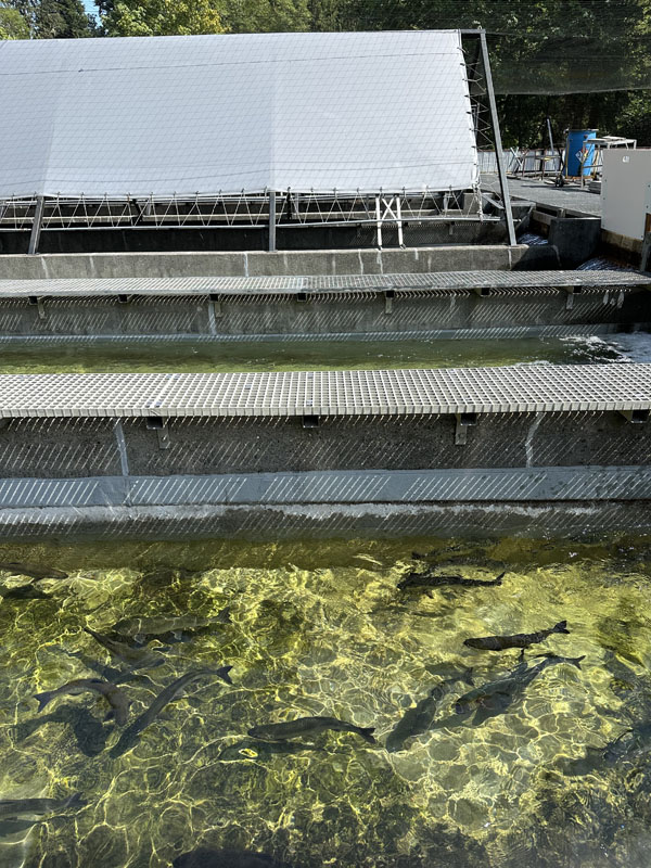 Pacific Northwest เป็นแหล่ง wild salmon ชั้นดี ซึ่งเมื่อเป็นปลาที่อยู่ตามธรรมชาติ ทั้งรสชาติ คุณภาพ คุณค่าทางอาหาร ย่อมดีกว่าปลาที่เลี้ยงในฟาร์ม แถมปราศจากการใช้ยาปฏิชีวนะและไม่ก่อให้เกิดมลภาวะในแหล่งน้ำด้วย ราคาตามท้องตลาดถึงได้สูงลิบลิ่ว เพราะเป็นที่ต้องการของเชฟตามร้านอาหารชั้นนำ นี่คือเรื่องราวส่วนหนึ่งในช่วงต้นของบทความที่เขียนโดย สวม-สุวิมล สงวนสัตย์ ในระหว่างการกลับไป Seattle ครั้งแรกในรอบ 20 ปี ซึ่งเธอมีภารกิจสำคัญ คือการไปตกปลาแซลมอนกับอังเคิลวัย 84 ปีอีกสักครั้งที่ปากแม่น้ำ Big Quilcene River หนึ่งในจุดตกปลาแซลม่อนที่ดีที่สุดบนคาบสมุทรโอลิมปิกในวอชิงตัน สหรัฐอมริกา ที่จำกัดโควต้าให้ตกปลาแซลม่อนได้ไม่เกิน 4 ตัวต่อคน ต่อวัน ในฤดูผสมพันธุ์ ซึ่งแซลมอนจะว่ายทวนน้ำกลับเข้ามายังลำธารหรือแม่น้ำที่พวกมันเกิดเสมอเพื่อวางไข่