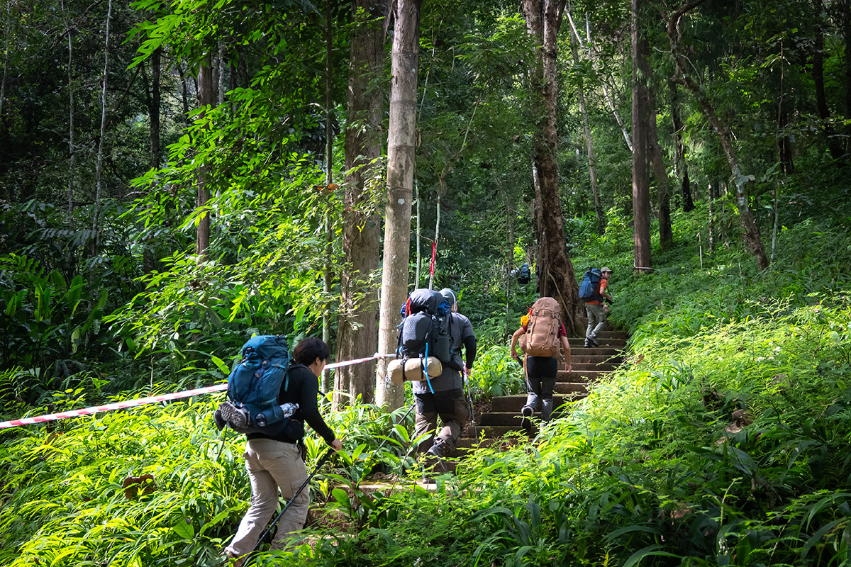 แบกเป้ ฟังเสียงต้นไม้ 