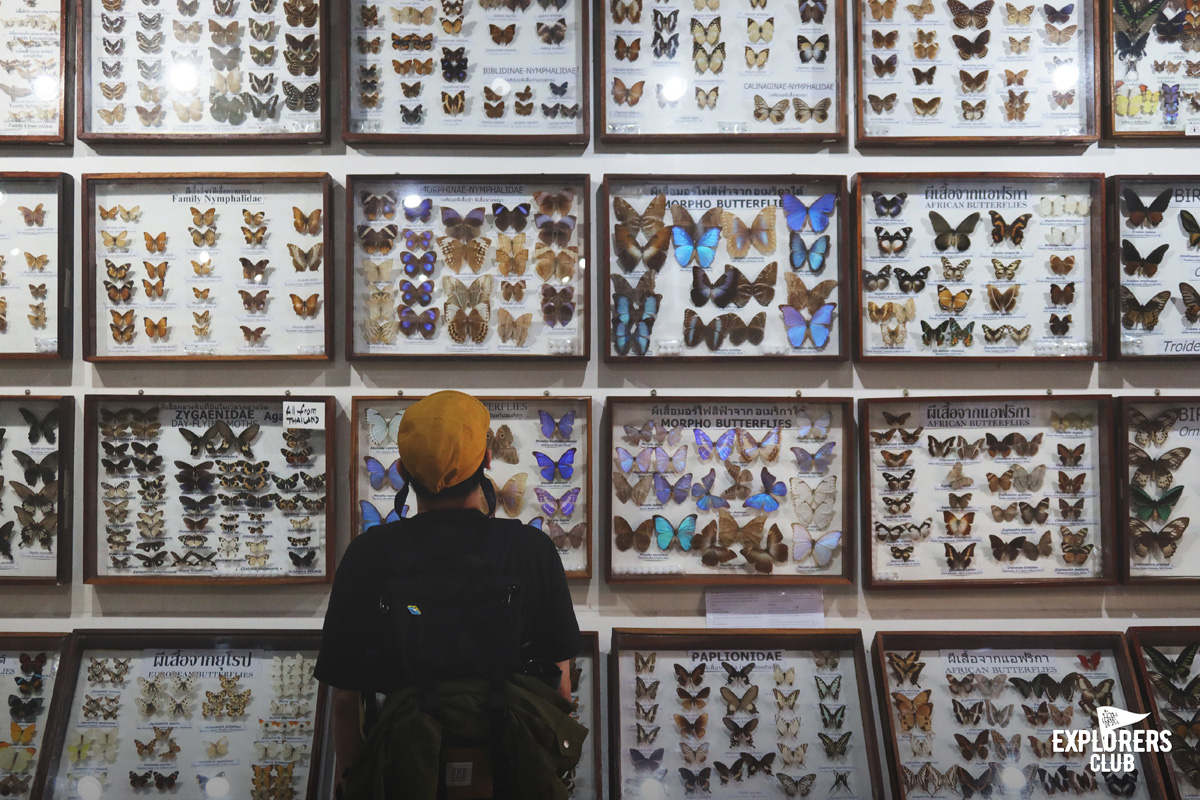 สวนสัตว์แมลงสยาม เชียงใหม่