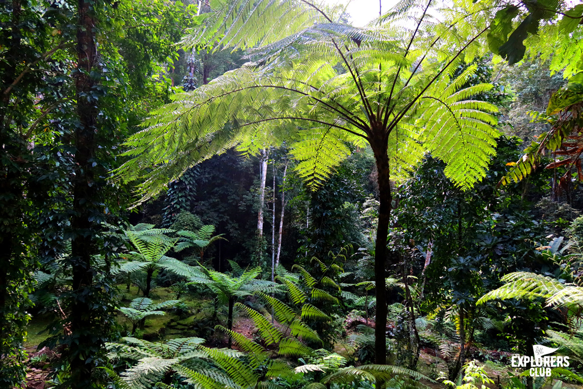 สวนเฟินล้านปี มุมลับในสวนพฤกษ์