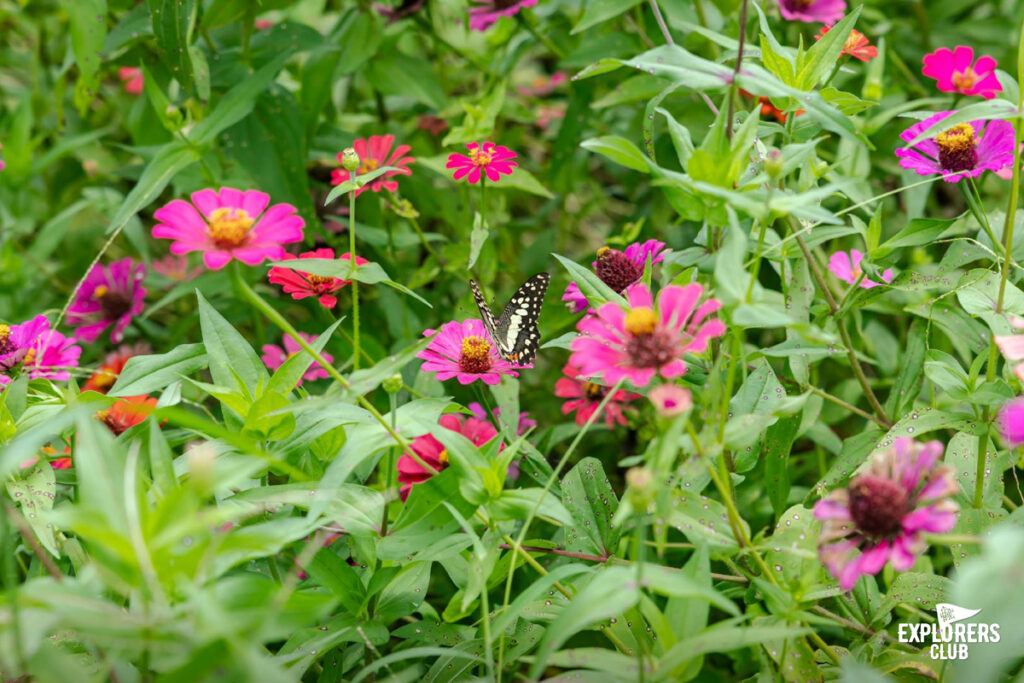 บ้านนาต้นจั่น