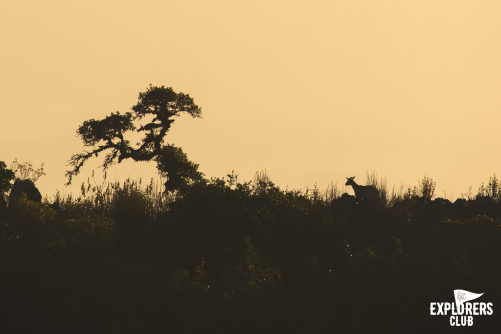 ดอยหลวงเชียงดาว เดินป่า เชียงใหม่ เชียงดาว กวางผา เลียงผา