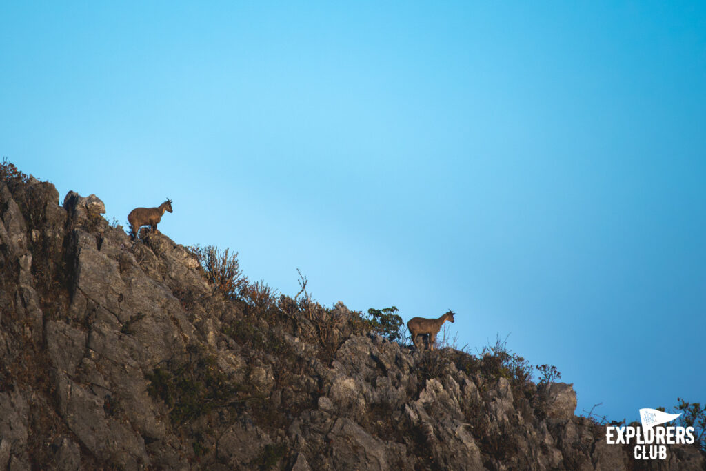 ดอยหลวงเชียงดาว เดินป่า เชียงใหม่ เชียงดาว กวางผา เลียงผา