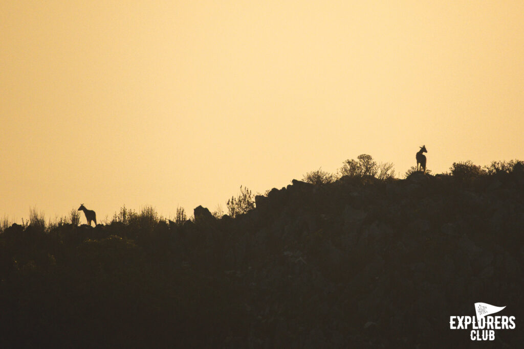 ดอยหลวงเชียงดาว เดินป่า เชียงใหม่ เชียงดาว กวางผา เลียงผา