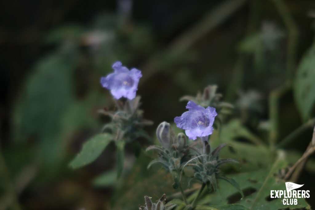 ดอยหลวงเชียงดาว เดินป่า เชียงใหม่ เชียงดาว