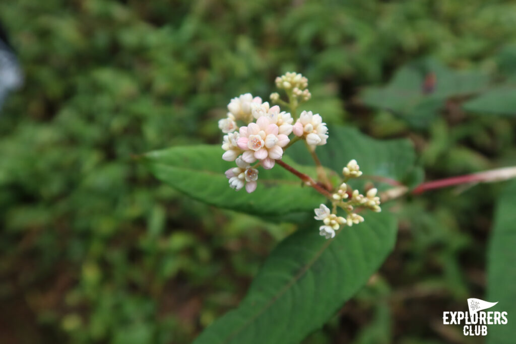 ดอยหลวงเชียงดาว เดินป่า เชียงใหม่ เชียงดาว