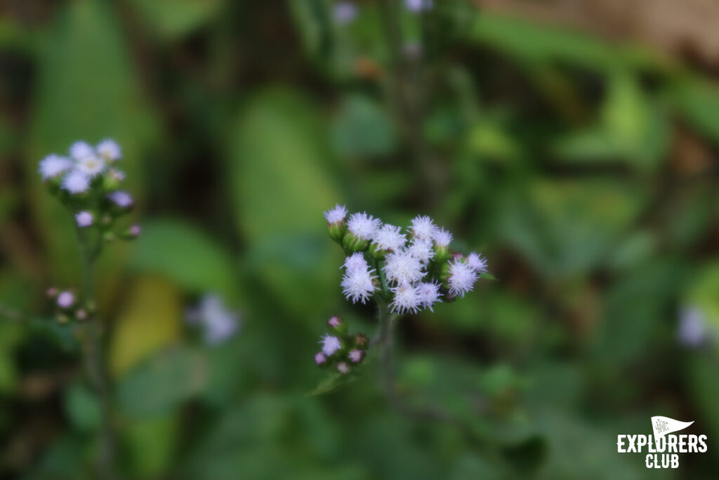ดอยหลวงเชียงดาว เดินป่า เชียงใหม่ เชียงดาว