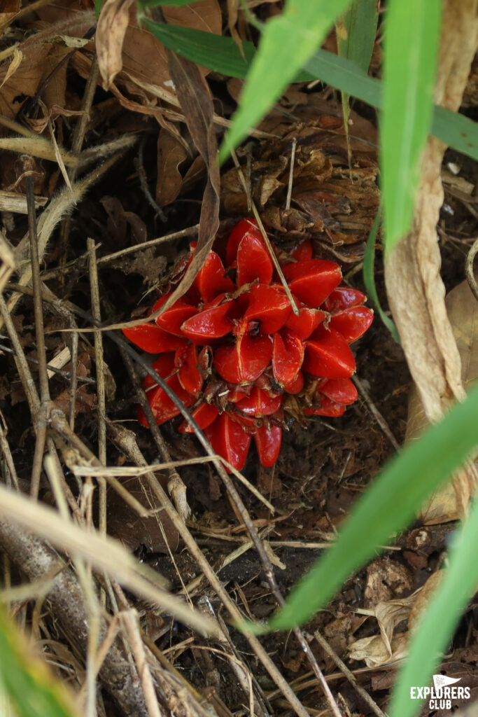 ดอยหลวงเชียงดาว เดินป่า เชียงใหม่ เชียงดาว