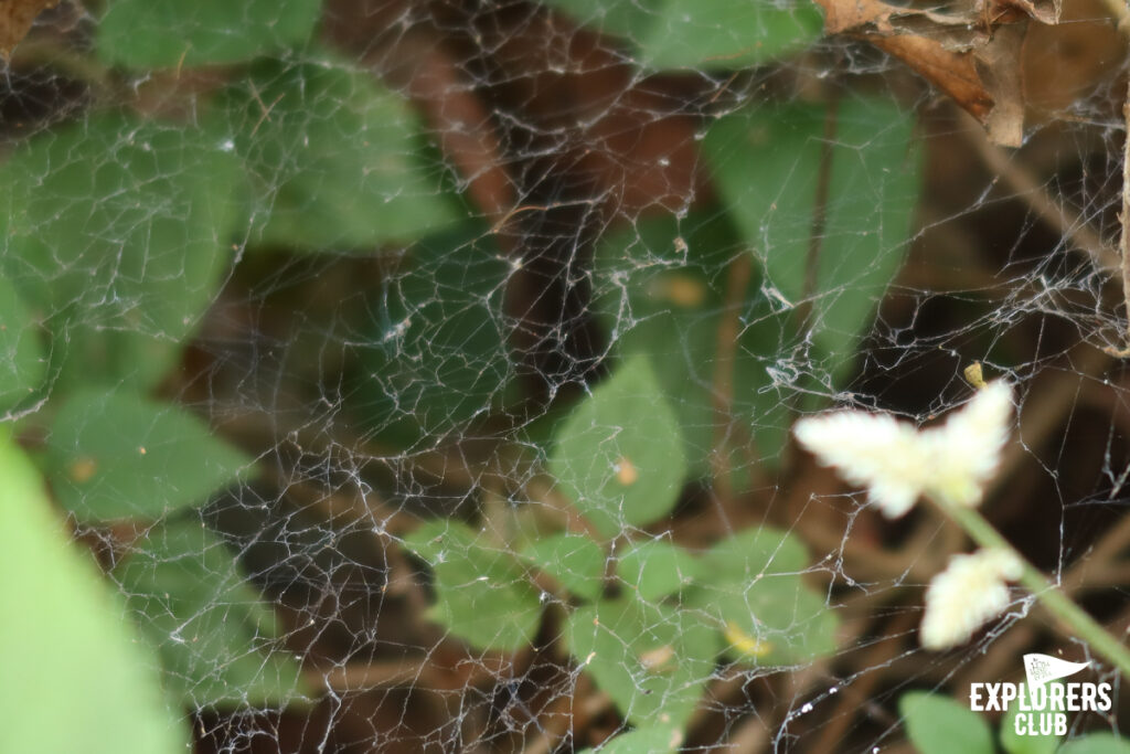 ดอยหลวงเชียงดาว เดินป่า เชียงใหม่ เชียงดาว