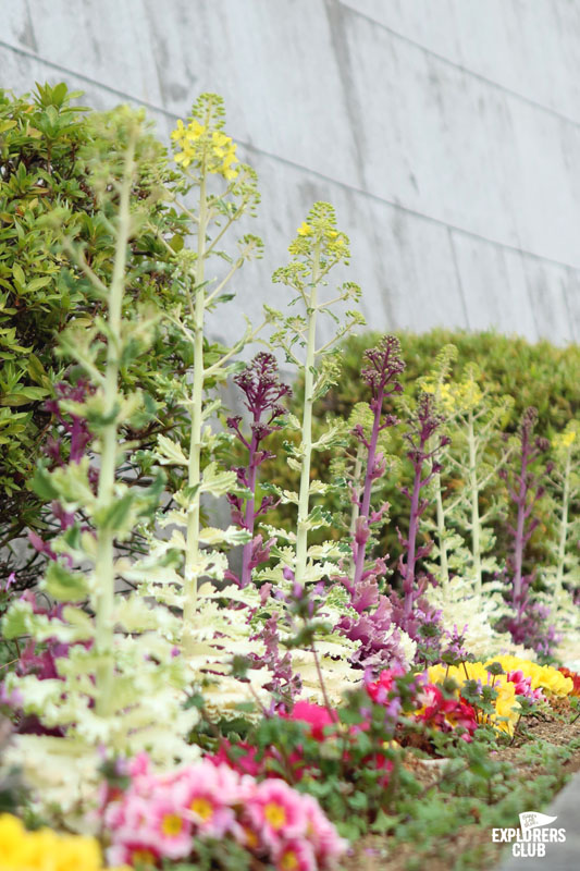 สวนสาธารณะซุมิดะ Sumida Park สวนขึ้นชื่อที่ตั้งอยู่ริมสองฝั่งแม่น้ำซุมิดะ (Sumida River) แม่น้ำสายสำคัญที่ไหลผ่ากลางใจเมืองโตเกียว ซึ่งในช่วงเวลานี้เป็นฤดูที่ดอกซากุระกำลังเริ่มผลิบานต้อนรับนักท่องเที่ยวพอดิบพอดี