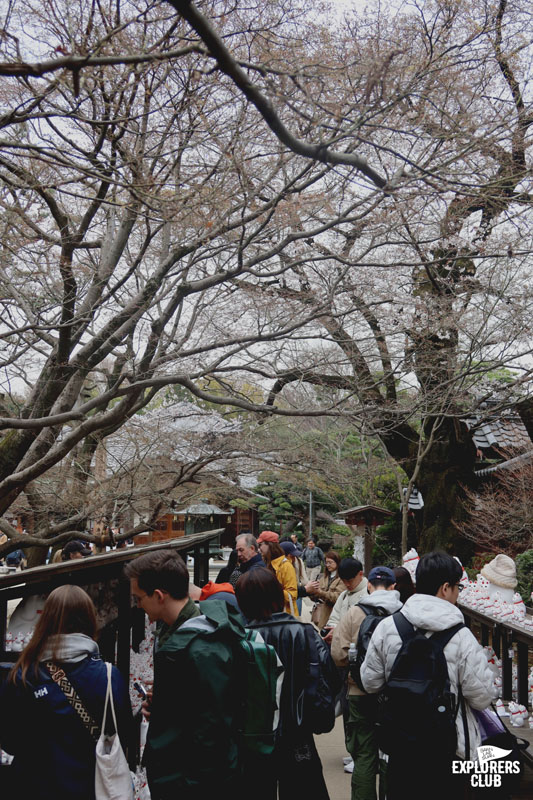 GOTOKUJI TEMPLE