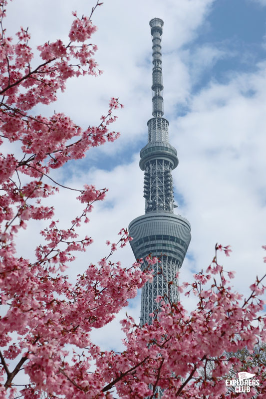 สวนสาธารณะซุมิดะ Sumida Park สวนขึ้นชื่อที่ตั้งอยู่ริมสองฝั่งแม่น้ำซุมิดะ (Sumida River) แม่น้ำสายสำคัญที่ไหลผ่ากลางใจเมืองโตเกียว ซึ่งในช่วงเวลานี้เป็นฤดูที่ดอกซากุระกำลังเริ่มผลิบานต้อนรับนักท่องเที่ยวพอดิบพอดี