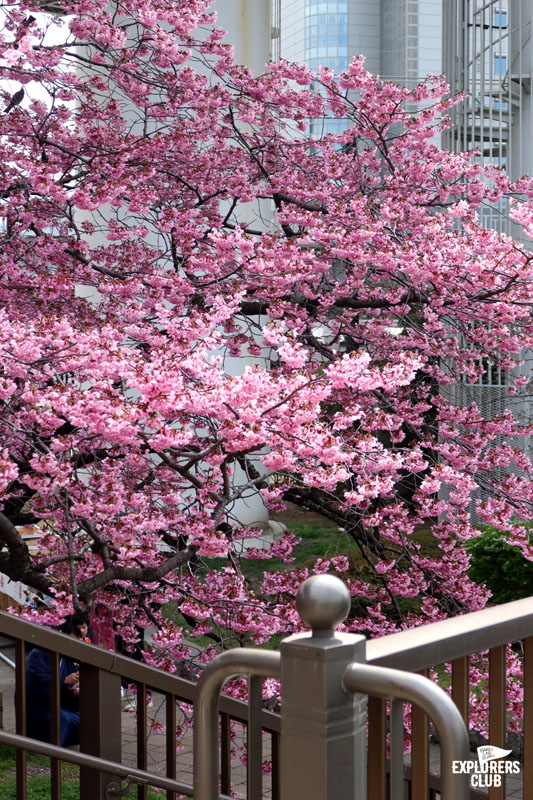 สวนสาธารณะซุมิดะ Sumida Park สวนขึ้นชื่อที่ตั้งอยู่ริมสองฝั่งแม่น้ำซุมิดะ (Sumida River) แม่น้ำสายสำคัญที่ไหลผ่ากลางใจเมืองโตเกียว ซึ่งในช่วงเวลานี้เป็นฤดูที่ดอกซากุระกำลังเริ่มผลิบานต้อนรับนักท่องเที่ยวพอดิบพอดี